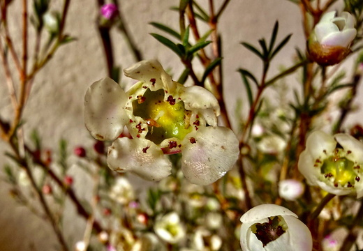 Flora
